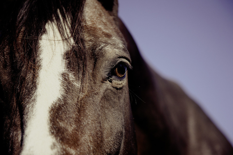RAO (Recurrent Airway Disease ) bei Pferden - Teil 2