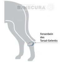 BENECURA®Tarsal-Gelenk-Bandage für Hunde 10 - 12 cm 165°