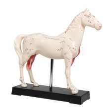 Akupunktur-Modell Pferd