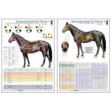 Akupunkturtafel Pferd 1 und 2, Carola Krokowski