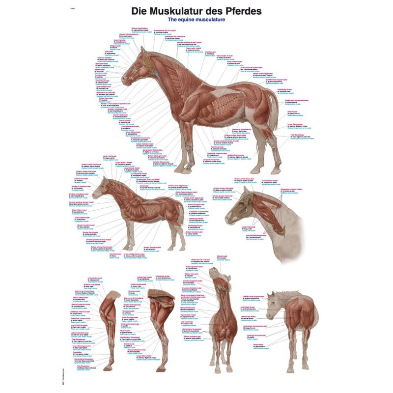 Lehrtafel "Muskulatur des  Pferdes" - 70x100cm