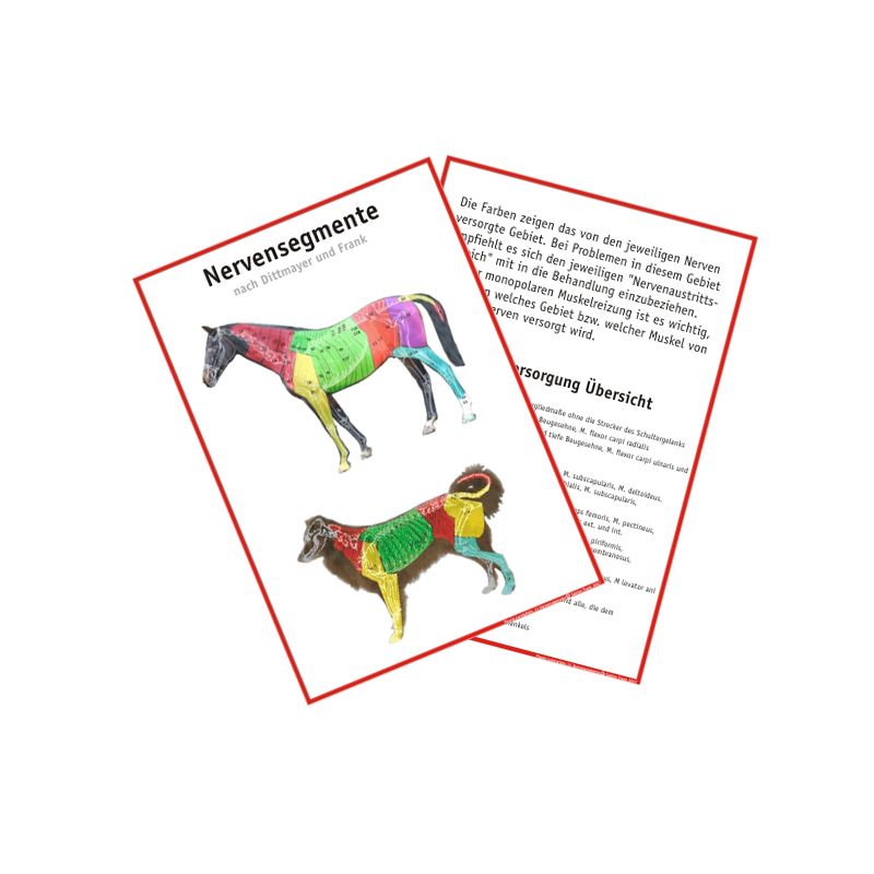 Übersichtstafel Behandlungsfelder und Nervensegmente Hund  und Pferd