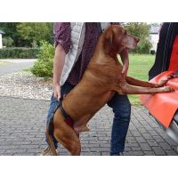 Benecura ® easy hopp - Gehhilfe und Hebehilfe für Hunde S