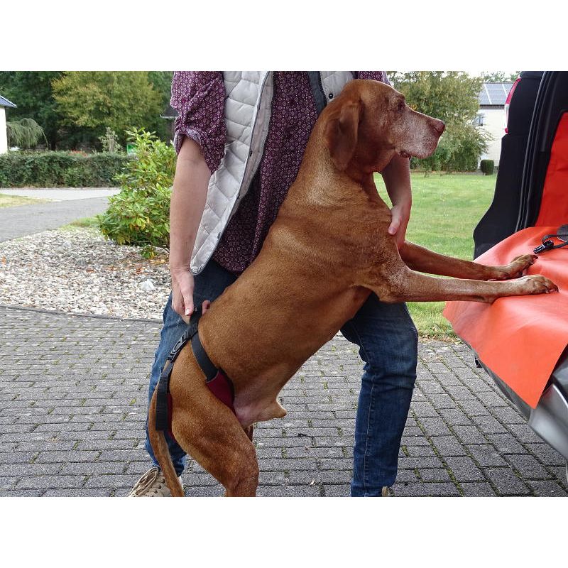 Benecura ® easy hopp - Gehhilfe und Hebehilfe für Hunde XL