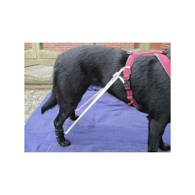 BENECURA® Trainingsbandage für Hunde - Höhe 6,5 cm XL