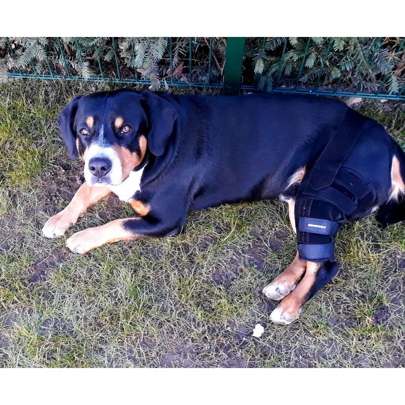 BENECURA® Kniebandage für Hunde