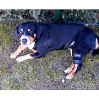 BENECURA® Kniebandage für Hunde